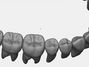 azure upper and lower jaw dental anatomy with roots 3D Model