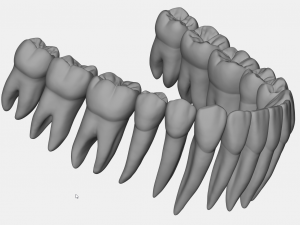 azure upper and lower jaw dental anatomy with roots 3D Model