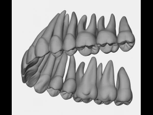 azure upper and lower jaw dental anatomy with roots 3D Model