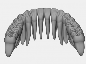 azure upper and lower jaw dental anatomy with roots 3D Model