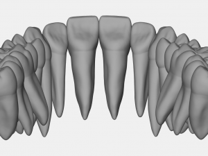 azure upper and lower jaw dental anatomy with roots 3D Model