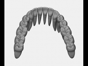 azure upper and lower jaw dental anatomy with roots 3D Model