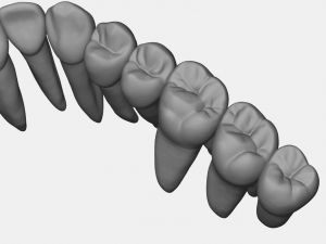 azure upper and lower jaw dental anatomy with roots 3D Model