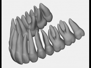 azure upper and lower jaw dental anatomy with roots 3D Model