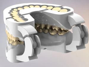 3D Dental Jaws Replica with Detachable Teeth 3D Print Model