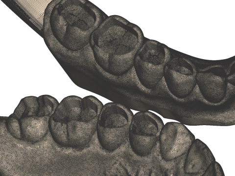 Dental Practice Model Kit 3D Print Model