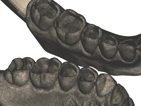 Dental Practice Model Kit 3D Print Model