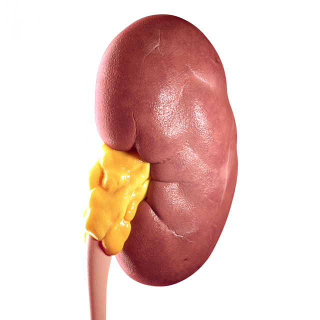 realistic human kidney 3D 모델 .c4d .max .obj .3ds .fbx .stl .blend 