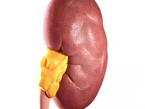 realistic human kidney 3D Model