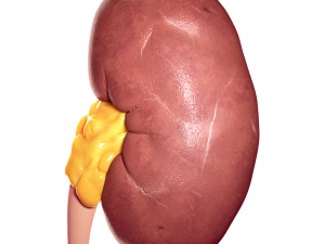 realistic human kidney 3D 모델