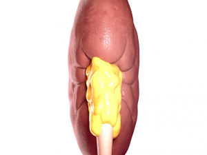 realistic human kidney 3D 모델