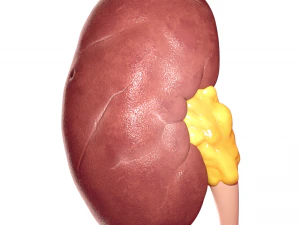 realistic human kidney 3D Model