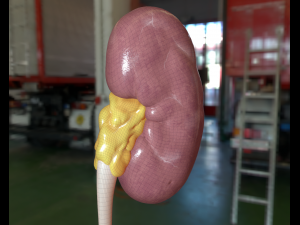 realistic human kidney 3D 모델