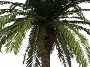 palm tree rigged for maya hd 3D Model