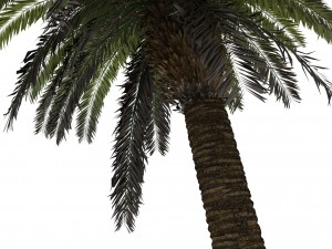 palm tree rigged for maya hd 3D Model