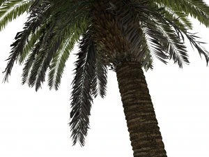 palm tree rigged for maya hd 3D Model