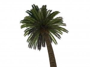 palm tree rigged for maya hd 3D Model