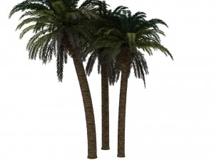 palm tree rigged for maya hd 3D Model
