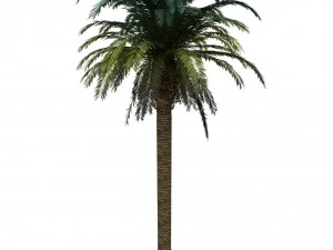 palm tree rigged for maya hd 3D Model