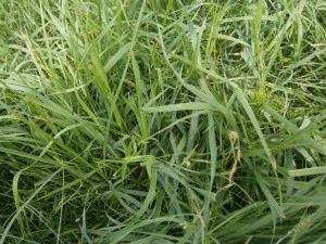 푸른 잔디 CG 텍스쳐