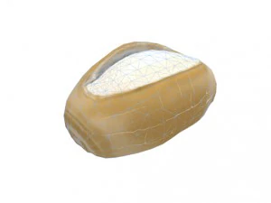 p&atilde;o franc&ecirc;s Modelo 3D
