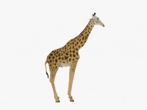 Giraffe rothschilds - rigged 3D Model