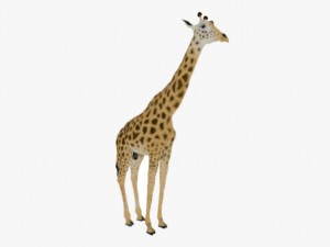 Giraffe rothschilds - rigged 3D Модель