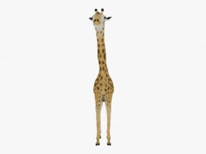 Giraffe rothschilds - rigged 3D Model