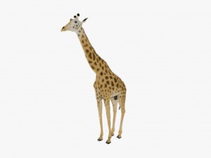 Giraffe rothschilds - rigged 3D Модель