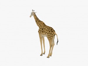 Giraffe rothschilds - rigged 3D Модель