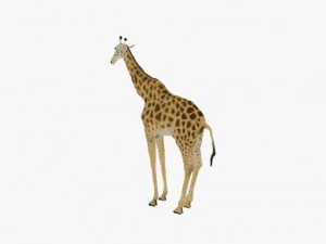 Giraffe rothschilds - rigged 3D Model