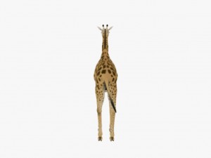Giraffe rothschilds - rigged 3D Модель