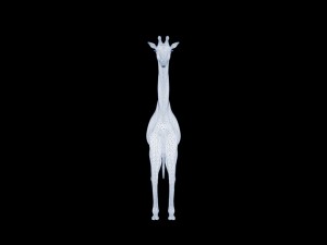 Giraffe rothschilds - rigged 3D Модель