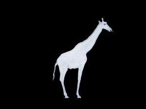 Giraffe rothschilds - rigged 3D Model