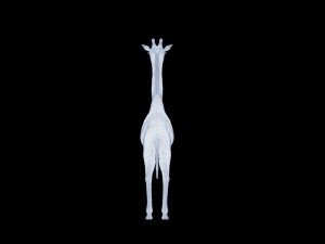 Giraffe rothschilds - rigged 3D Модель