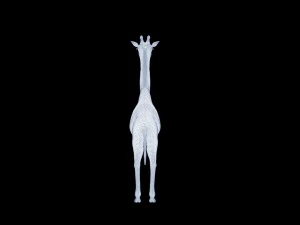 Giraffe rothschilds - rigged 3D Model