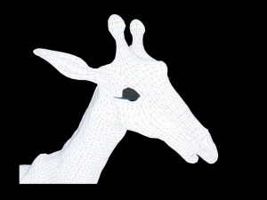 Giraffe rothschilds - rigged 3D Model