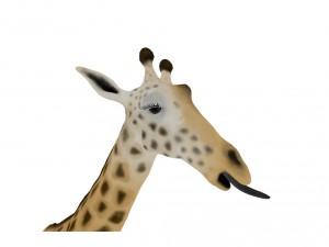 Giraffe rothschilds - rigged 3D Модель