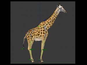 Giraffe rothschilds - rigged 3D Model