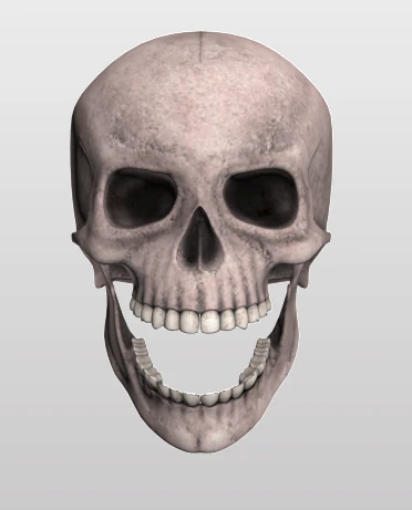 Sch&auml;del 3D Modell .c4d .max .obj .3ds .fbx .stl .blend 