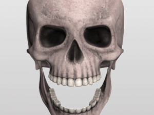 skull 3Dモデル