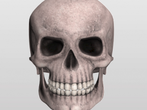 skull 3D मॉडल
