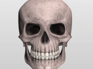 Sch&auml;del 3D Modell