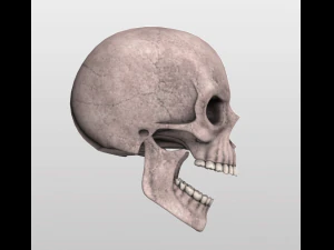 Sch&auml;del 3D Modell
