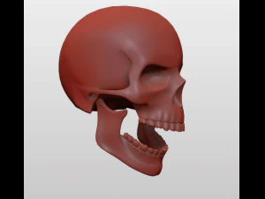 Sch&auml;del 3D Modell