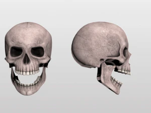 Sch&auml;del 3D Modell