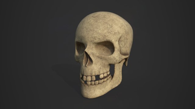 skull 3D 模型 .c4d .max .obj .3ds .fbx .stl .blend 