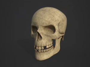 Sch&auml;del 3D Modell