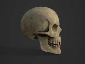 skull 3D 模型