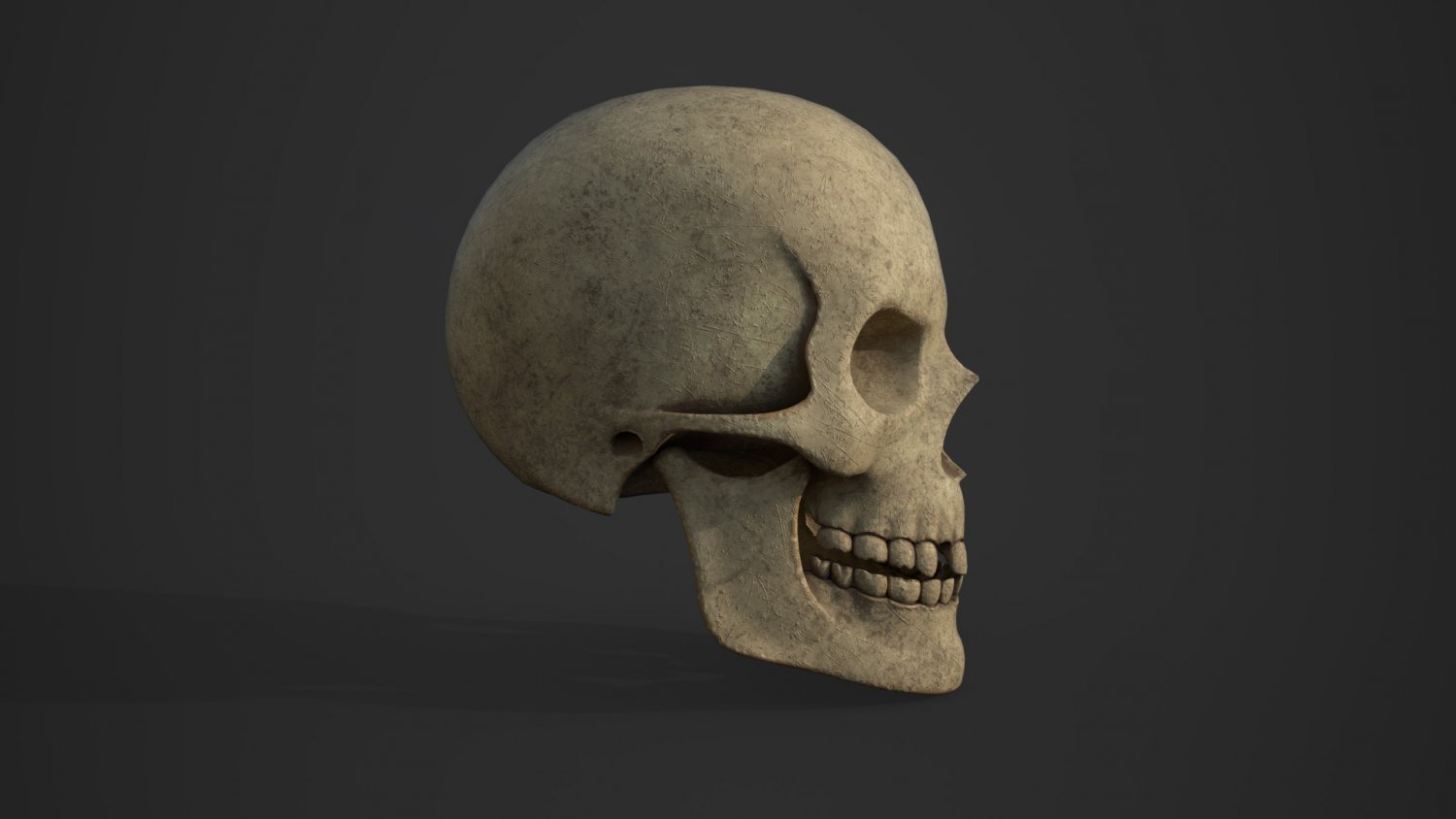 Skull 3d model. Human Skull 3d model. Череп 3д. Череп человека модель.